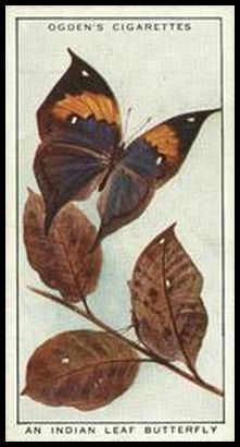 1 Indian Leaf Butterfly